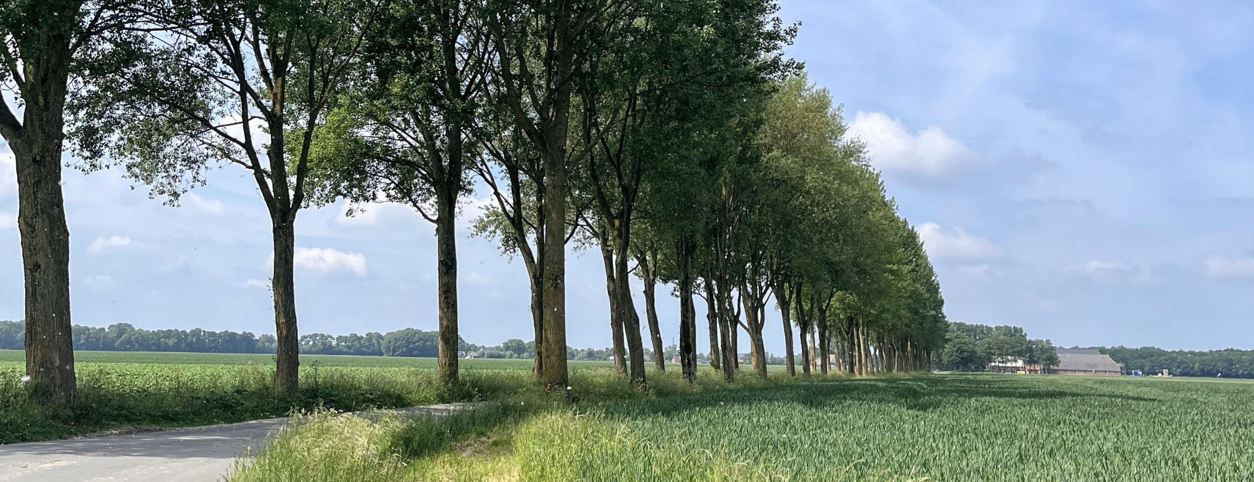 Je bekijkt nu Rondwandeling Pieterburen (Ziltepad)