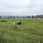 Koeien in de uiterwaarden van de IJssel net onder Zutphen.