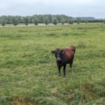 Koeien in de uiterwaarden van de IJssel net onder Zutphen.